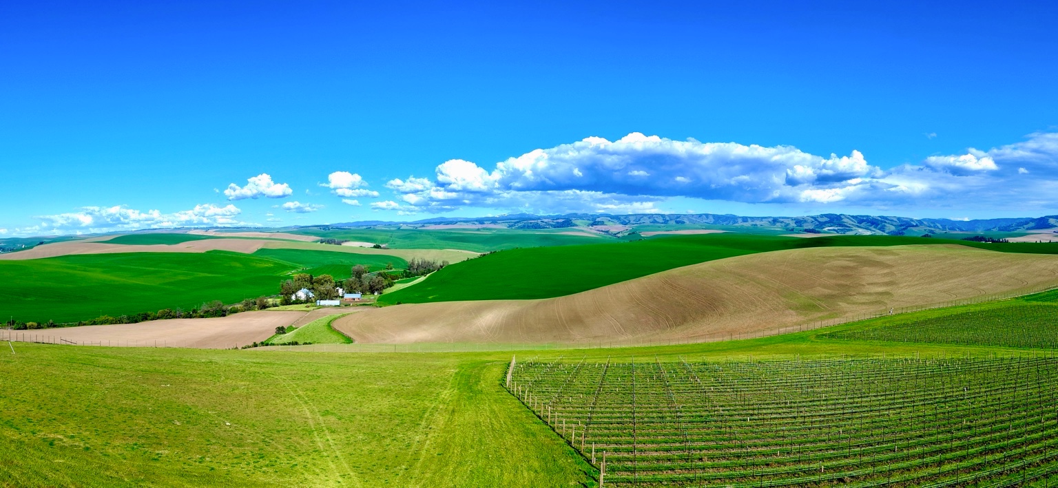 Aerial vineyard and Eastern Washington farmland